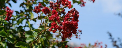 襄樊适合养什么花，市花和市树是什么