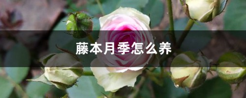 藤本月季怎么养