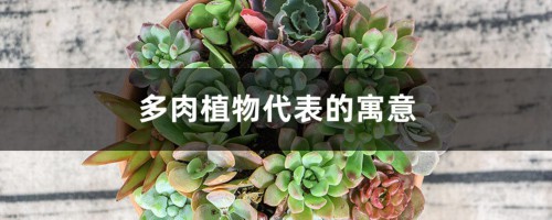 多肉植物代表的寓意