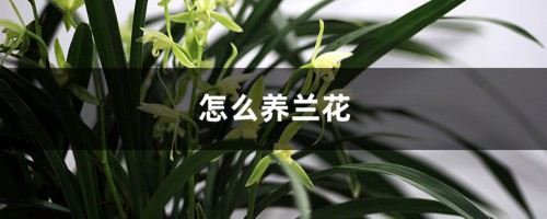 怎么养兰花，兰花为什么不开花