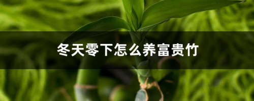 冬天零下怎么养富贵竹，水培富贵竹冬天怎么养