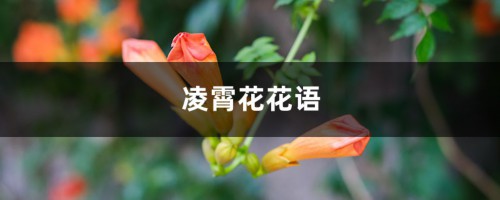 凌霄花花语