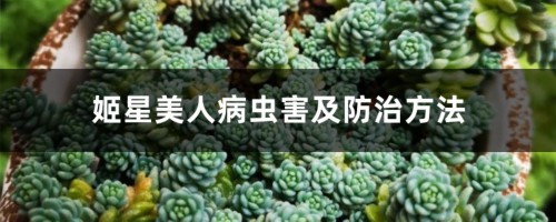 姬星美人病虫害及防治方法