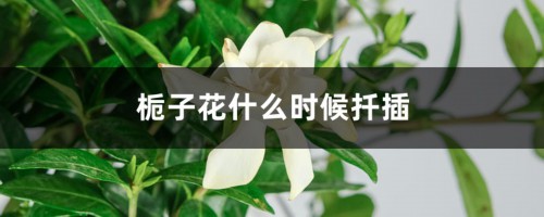 栀子花什么时候扦插