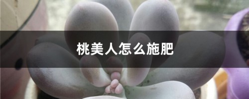 桃美人怎么施肥